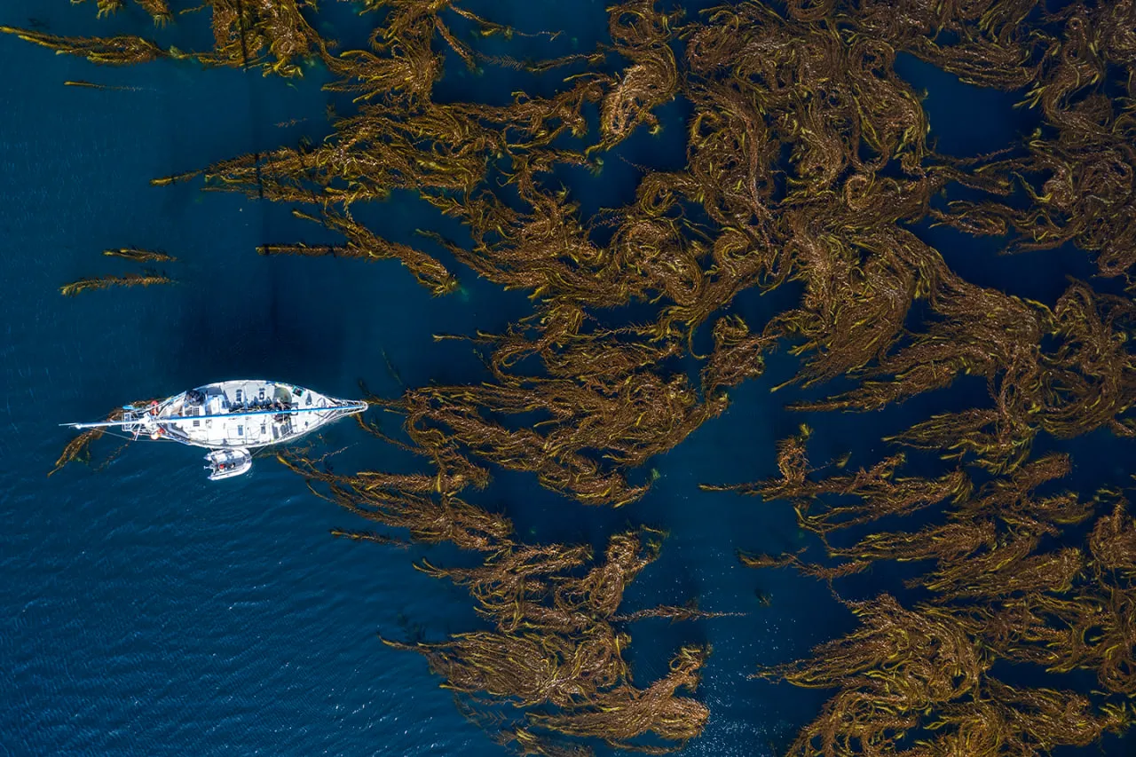 Navegando los bosques de kelp - foto de Cristian Lagger