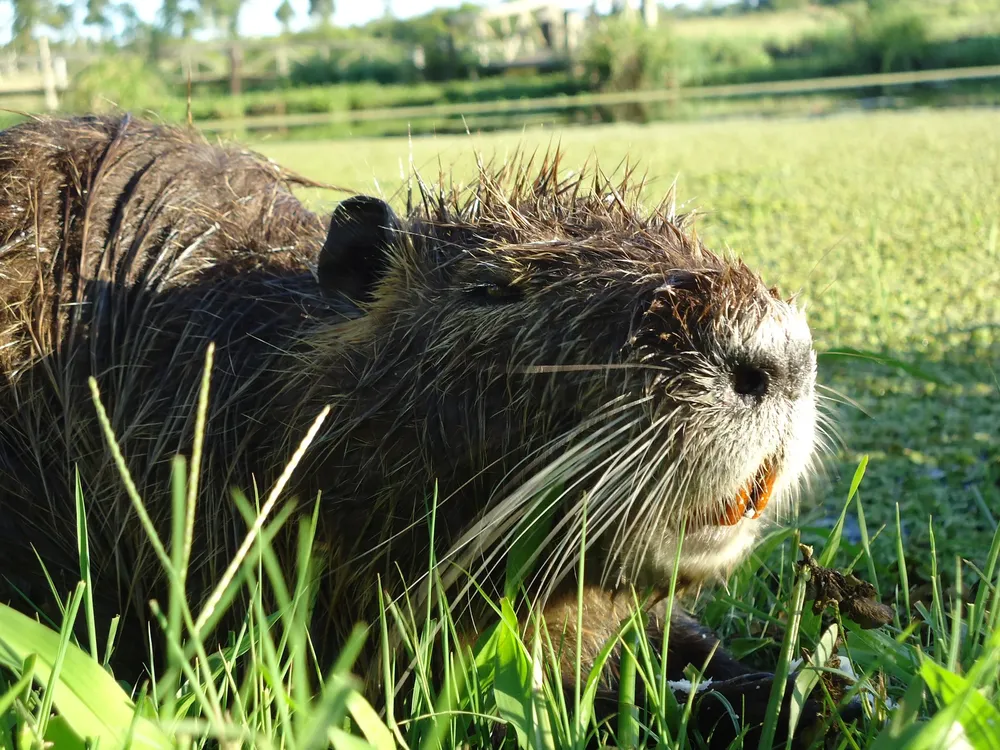 El coipo (Myocastor coypus) es un mamífero semiacuático característico de los humedales sudamericanos.