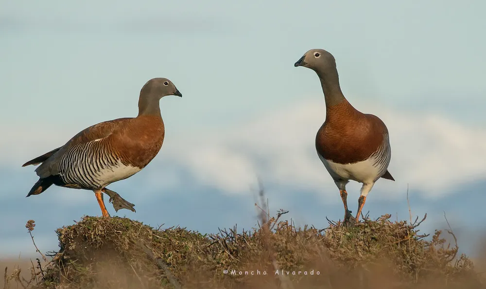 Caudquen real (ecovidaambiente)2