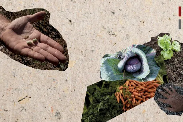 sec_de_extension_entrega_de_kit_de_siembra_-_inta-05_1724862303