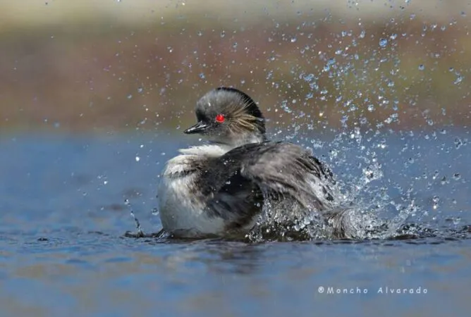 57d27-maca-plateado-3