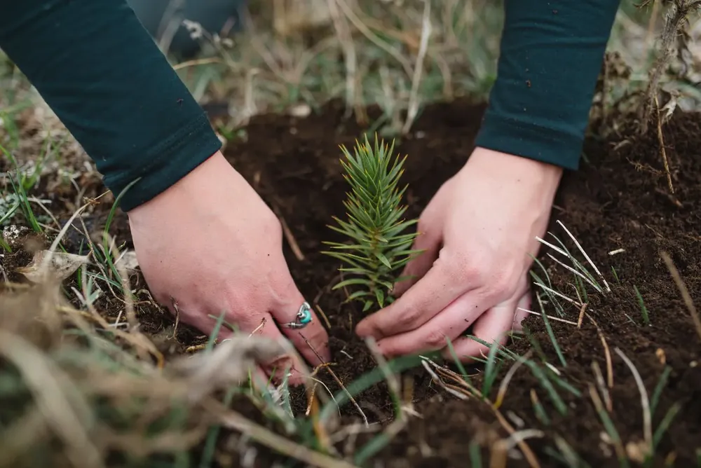 sembrando plantines