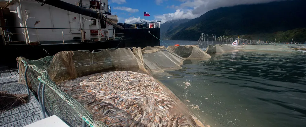 Salmoneras en Chile - foto de Alvaro Vidal