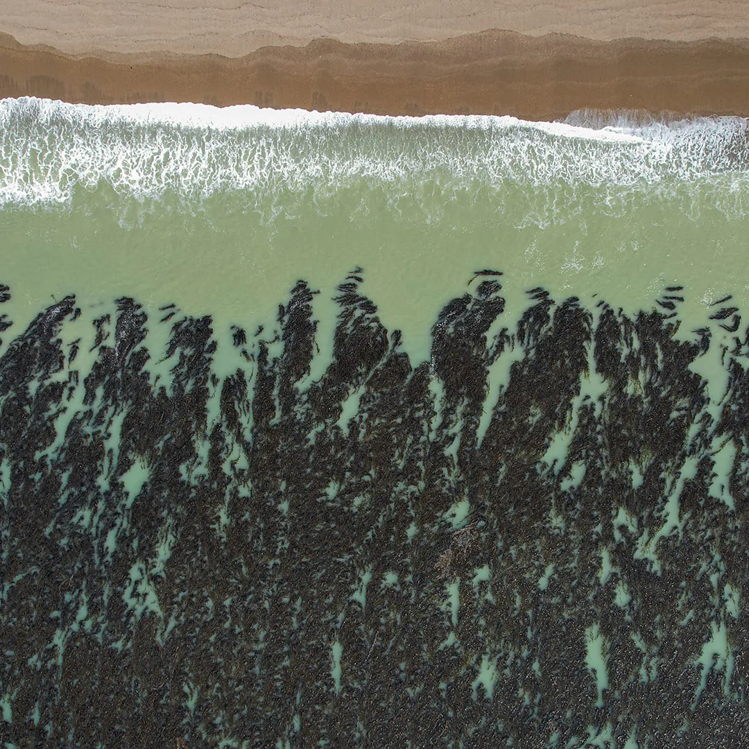Macroalgas de Santa Cruz, Argentina - foto de Cristian Lagger