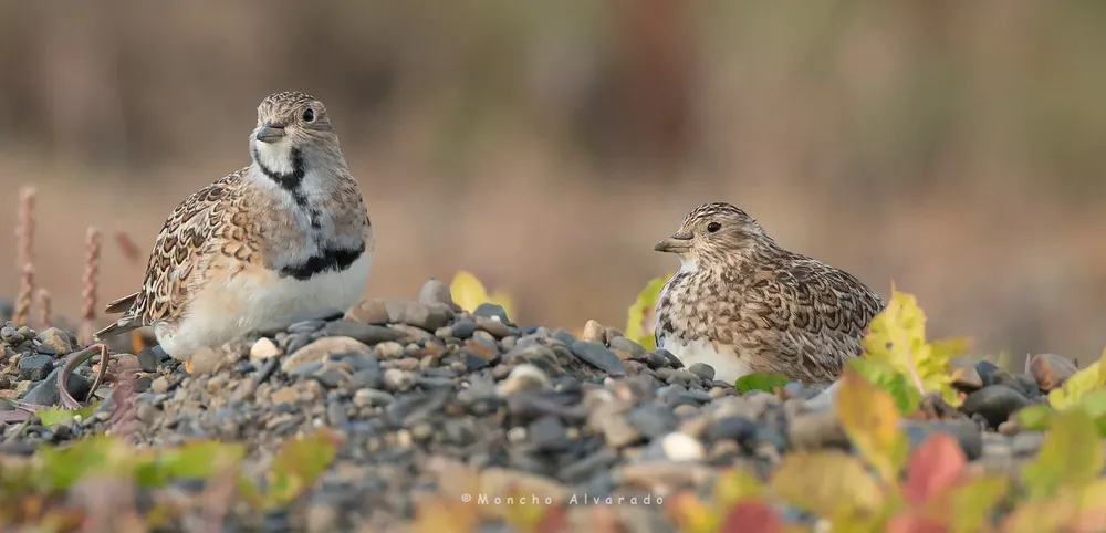 agachona chica apaisada(ecovidaambiente)