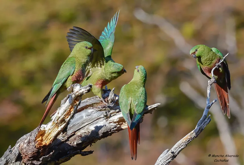 multimedia.normal.87b666a8d2619977.Q0FDSEHDkUEgNV9ub3JtYWwud2VicA==