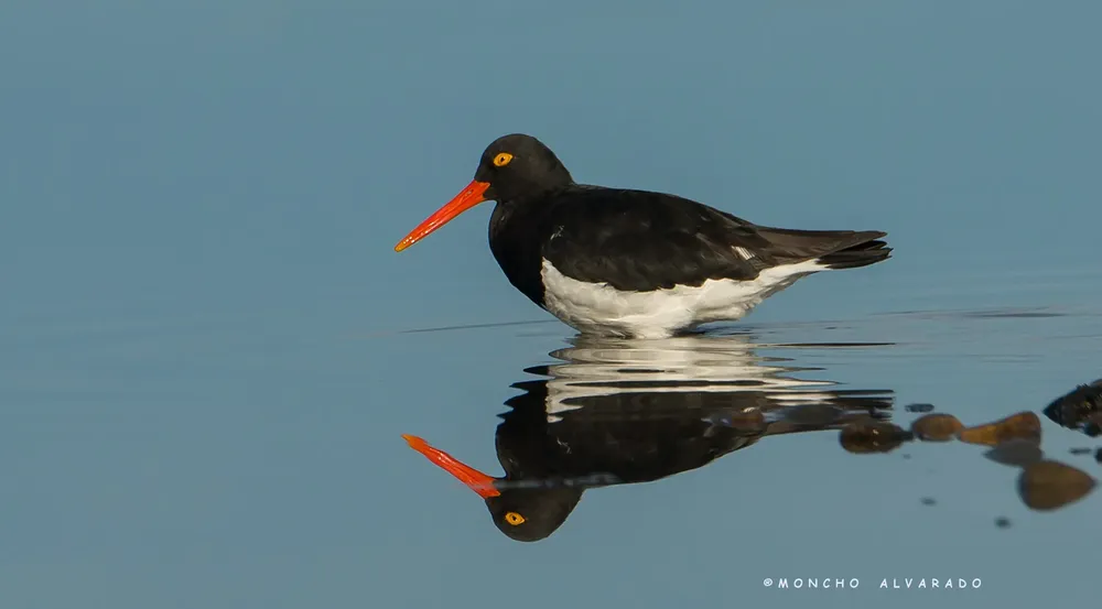 Ostreo austral (ecovidaambiente)