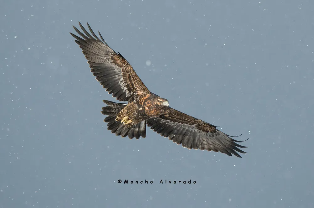 Aguila Mora (Ecovidaambiente 2)