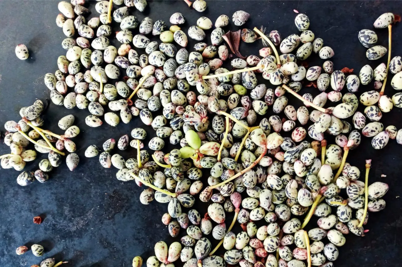 WhatsApp Image 2025-03-27 at 19.53.07