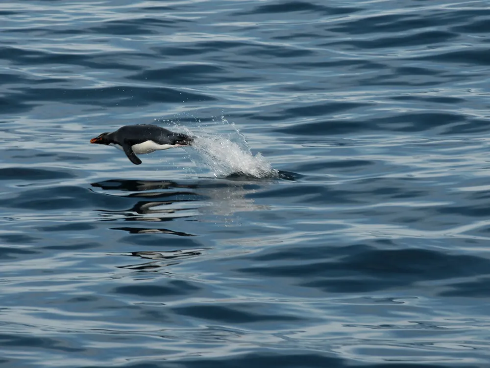 Pinguino penacho amarillo_credito Guillermo Harris WCS Argentina_.JPG