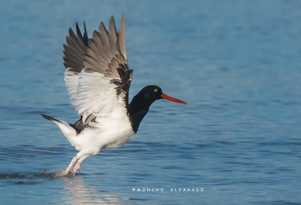 multimedia.grande.b60563959e8c7042.T3N0cmVvIGF1c3RyYWwgKGVjb3ZpZGFhbWJpZW50ZSlfZ3JhbmRlLndlYnA=