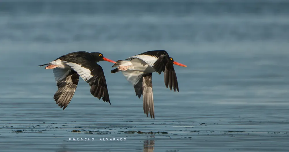 multimedia.normal.a06eb0fa79d04d14.T3N0cmVvIGF1c3RyYWwgKGVjb3ZpZGFhbWJpZW50ZSlfbm9ybWFsLndlYnA=