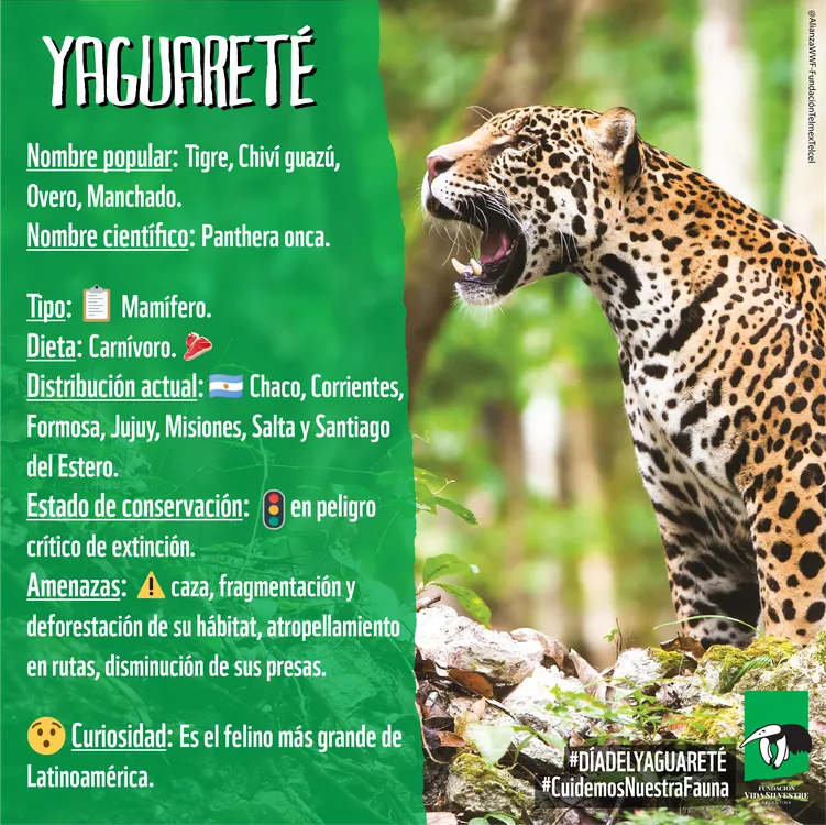 Fichas Animales Yaguareté