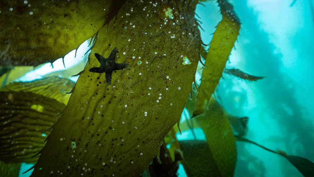 04 Macricystis pyrifera, especie de macroalgas nativas de la Patagonia - foto de Rod Sánchez