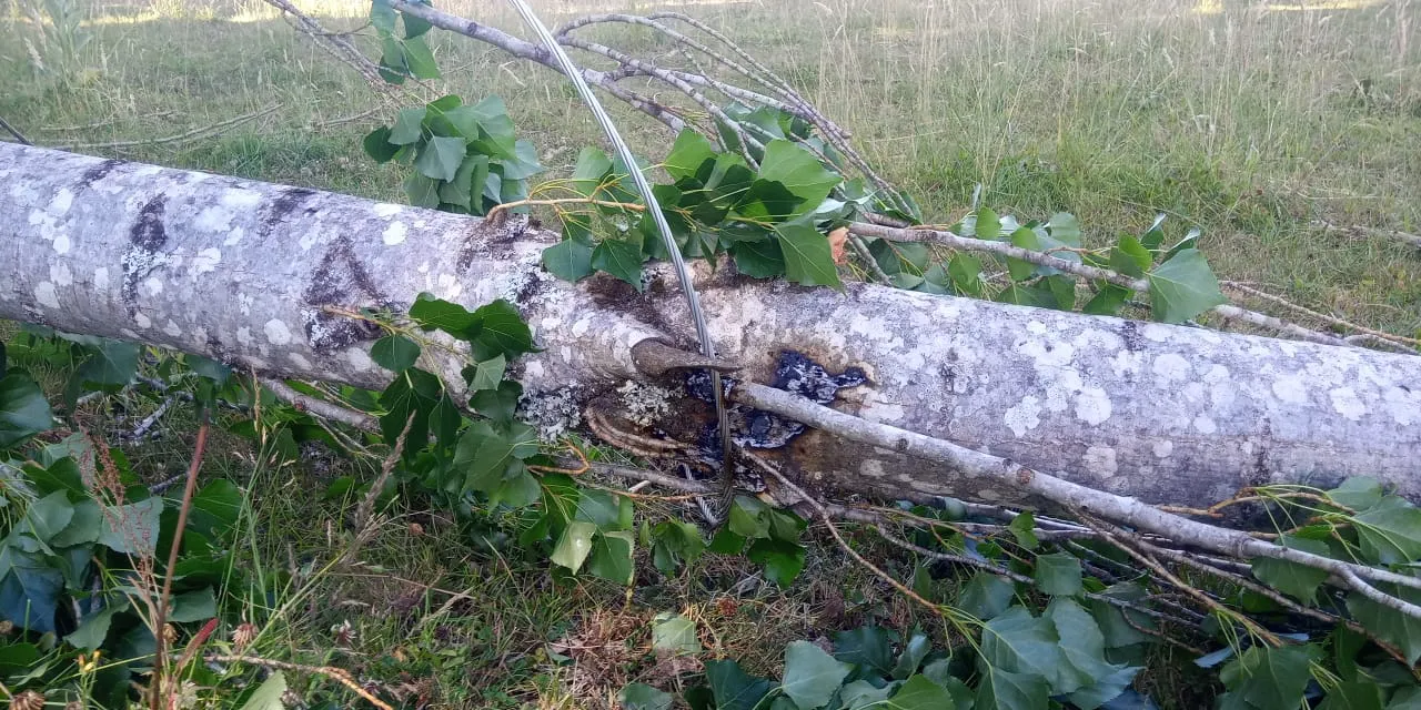 WhatsApp Image 2025-01-27 at 09.50.06