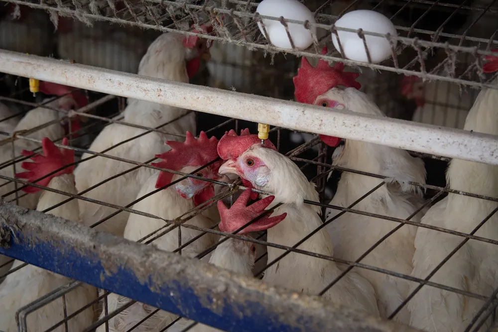 Gallinas en bateas_1