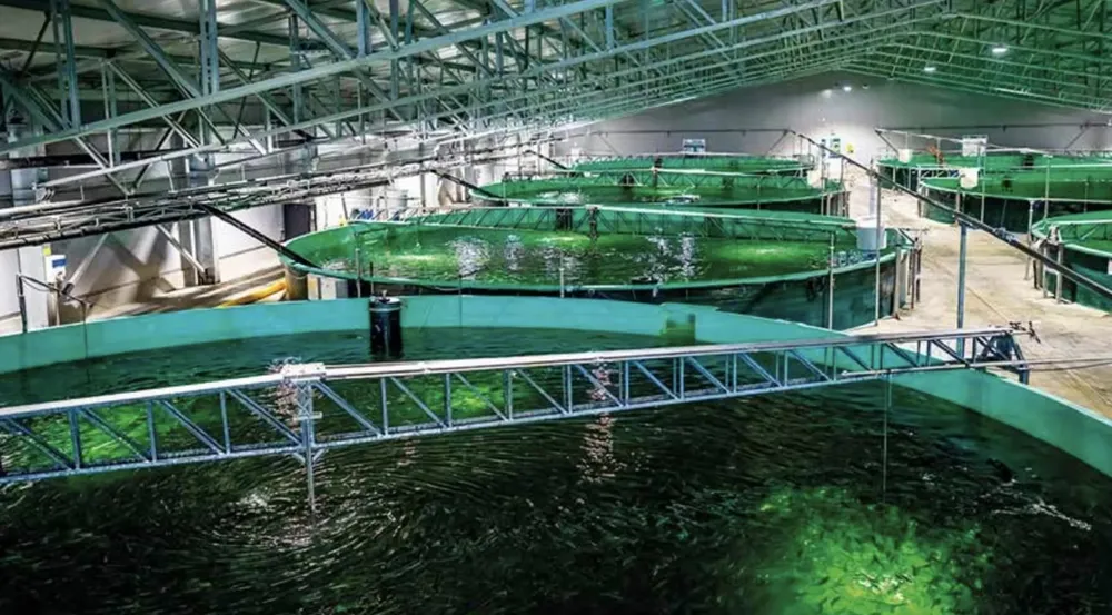 Sistemas-RAS_Billund-Aquaculture_