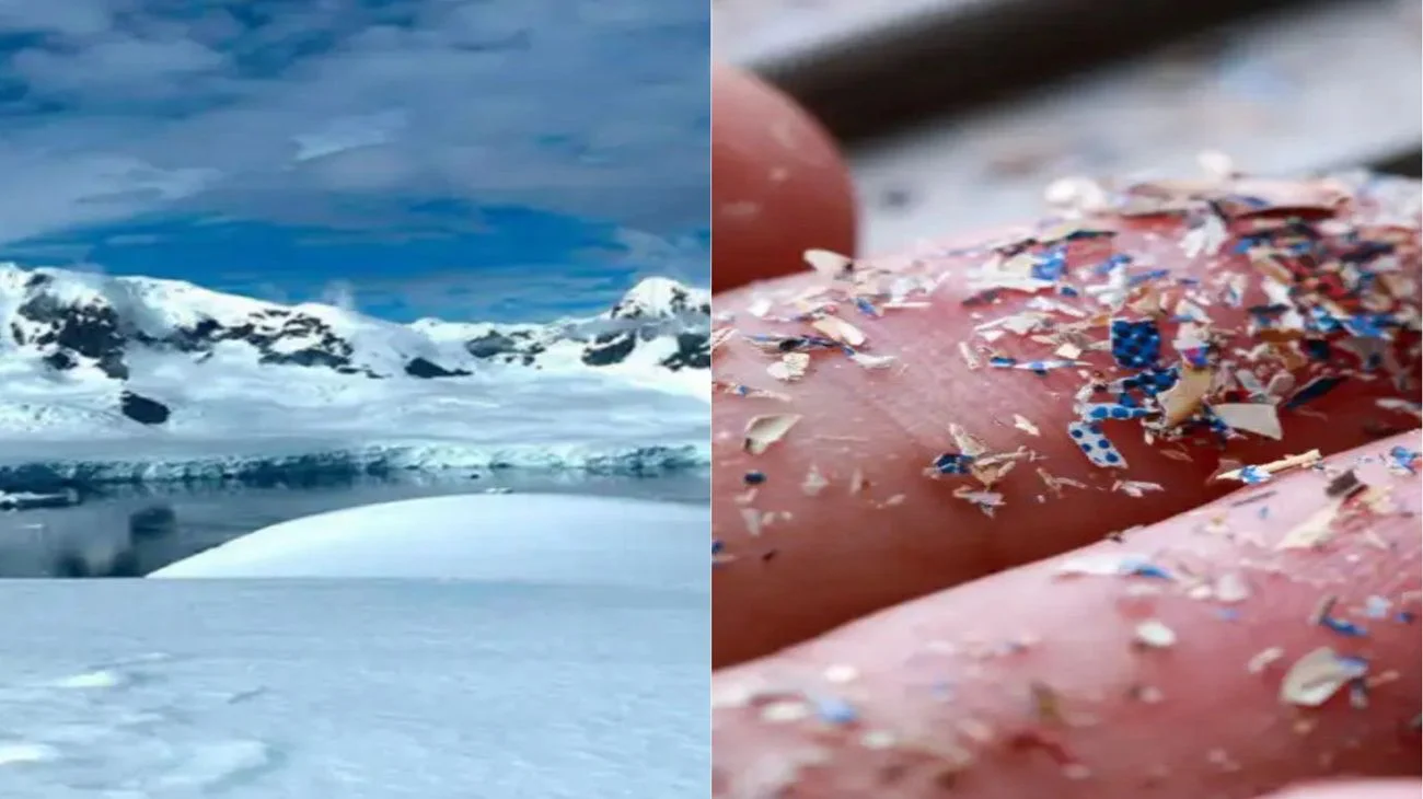 microplasticos-en-la-antartida-1928443
