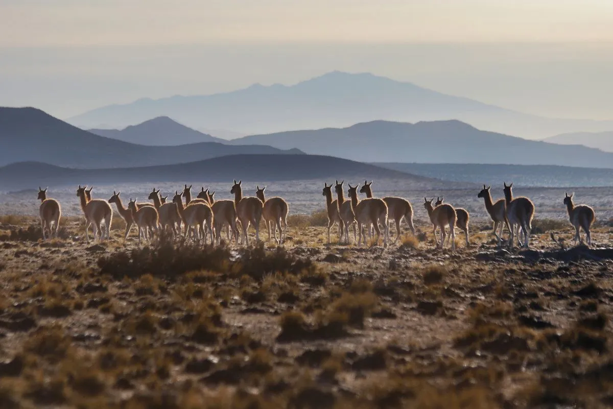 unnamedguanacos