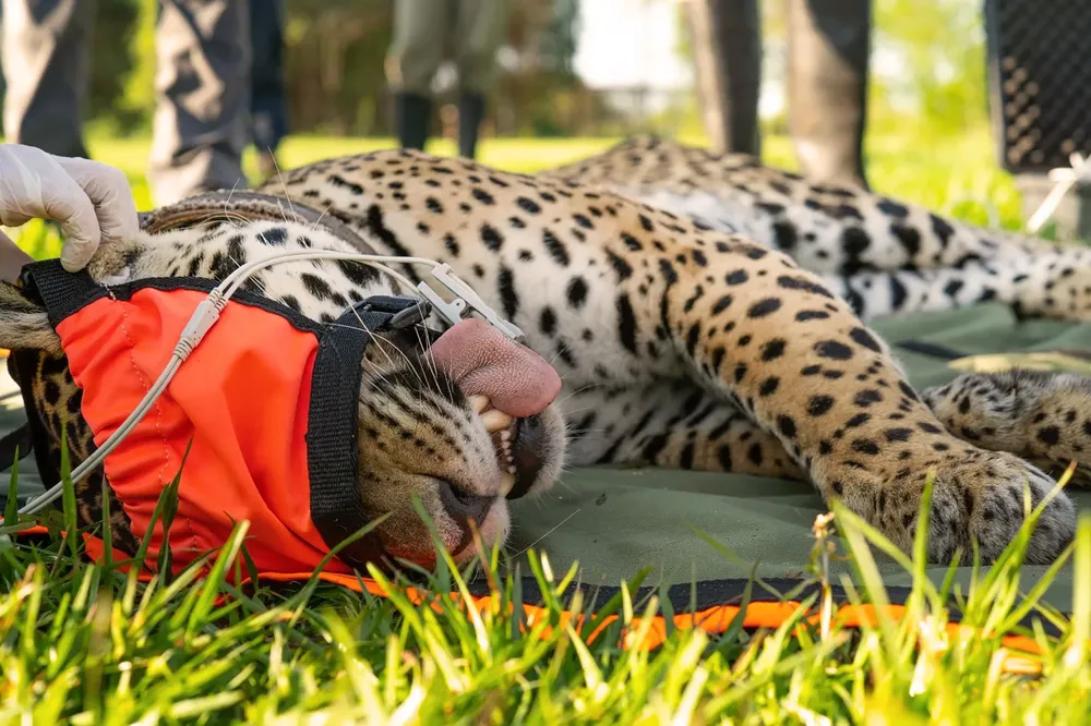 WhatsApp Image 2024-10-25 at 09.15.39