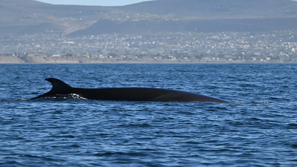 foto_ballenas_sei-1