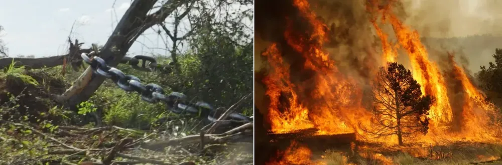 Argentina se encuentra en emergencia forestal por la tala y explotacion ilegal