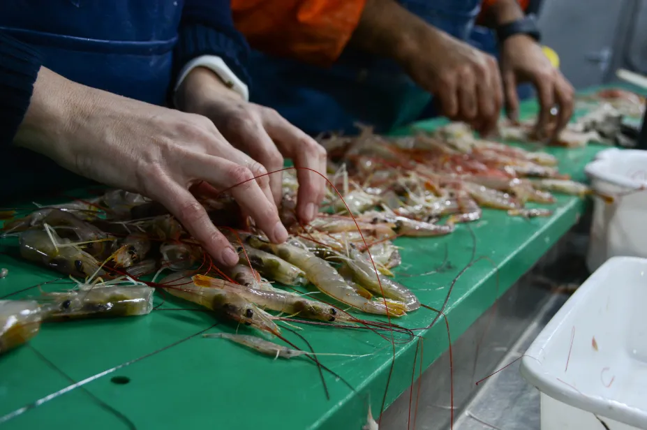 langostino_san_matias_2