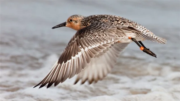 130705_n88eb_rci-playero-rojizo_sn635-1