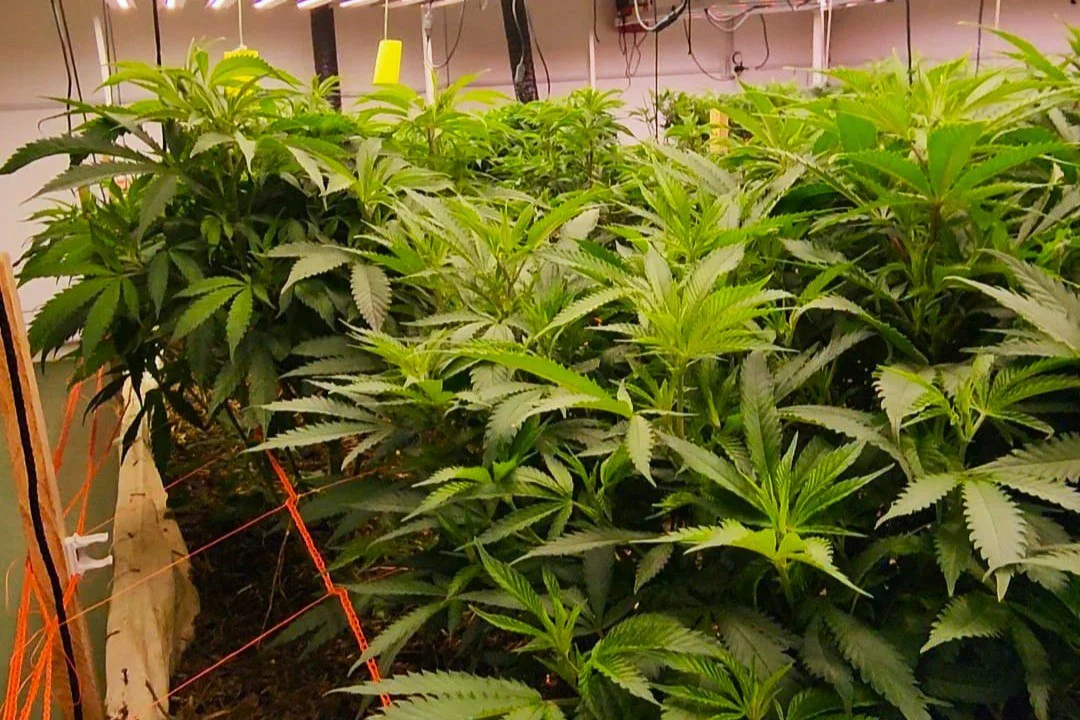 La iniciativa reúne a organismos públicos, universidades y actores vinculados a la producción de cannabis medicinal.