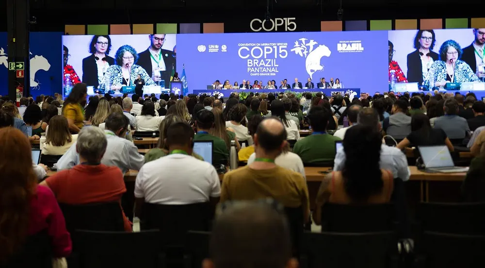 La Cop 15, realizada en Brasil, aprobó una Acción Concertada entre Argentina y Cjile para ejecutar políticas conjuntas de conservación del Chorlito ceniciento.