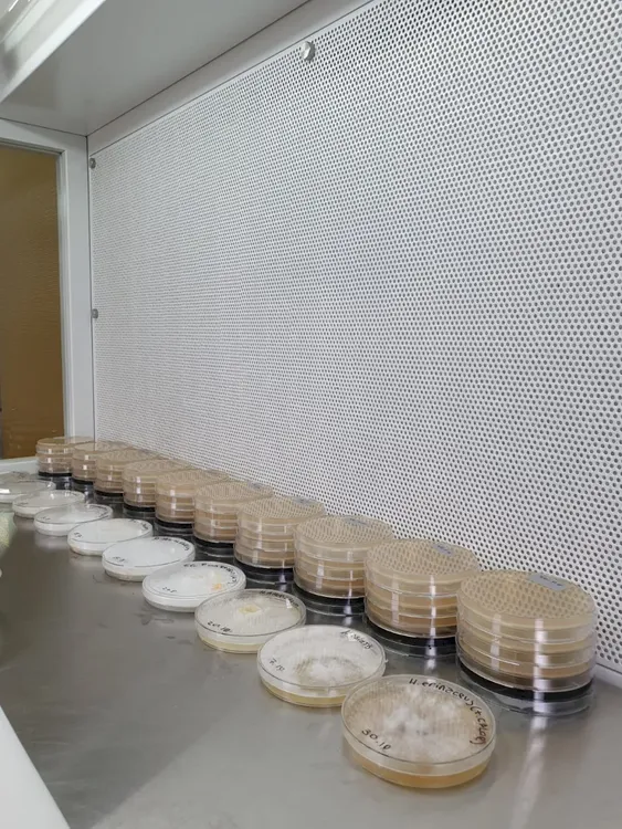 repiques de cultivos de hbcc_1718797172