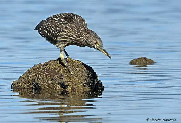 GARZA BRUJA 3
