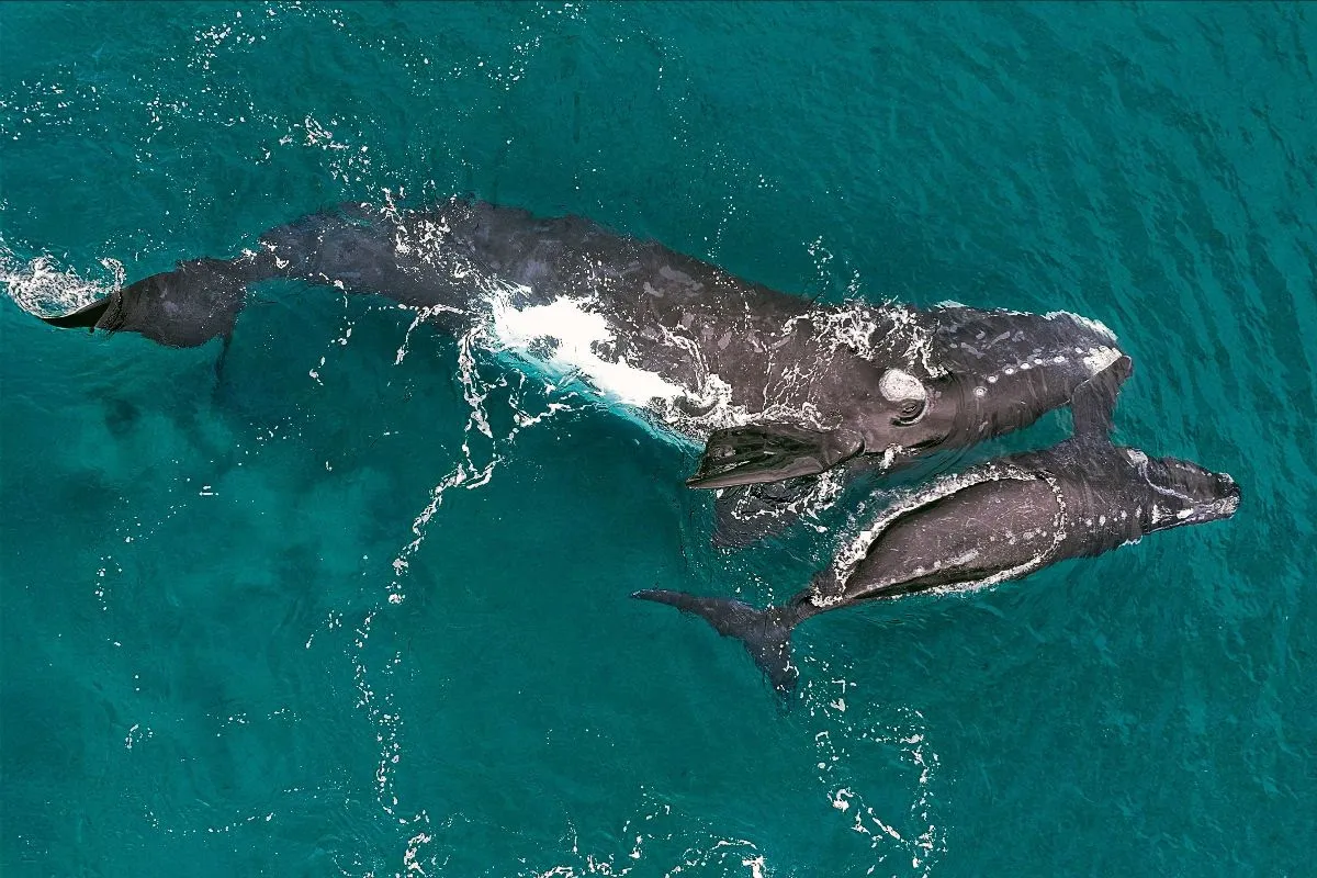 Ballena Aluminium y su cría. Crédito Siguiendo Ballenas.