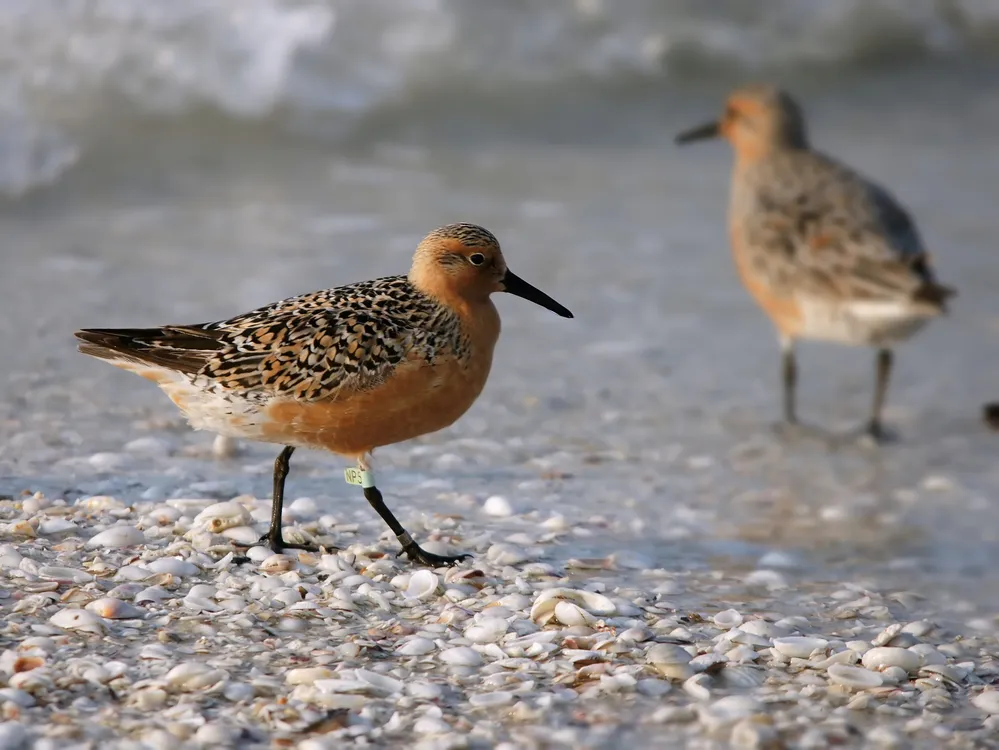 red-knot_008_wikimedia_summer_florida_breeding-adult