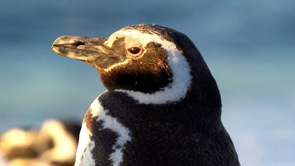 Copia de Stills The Lord Of The Penguins 05