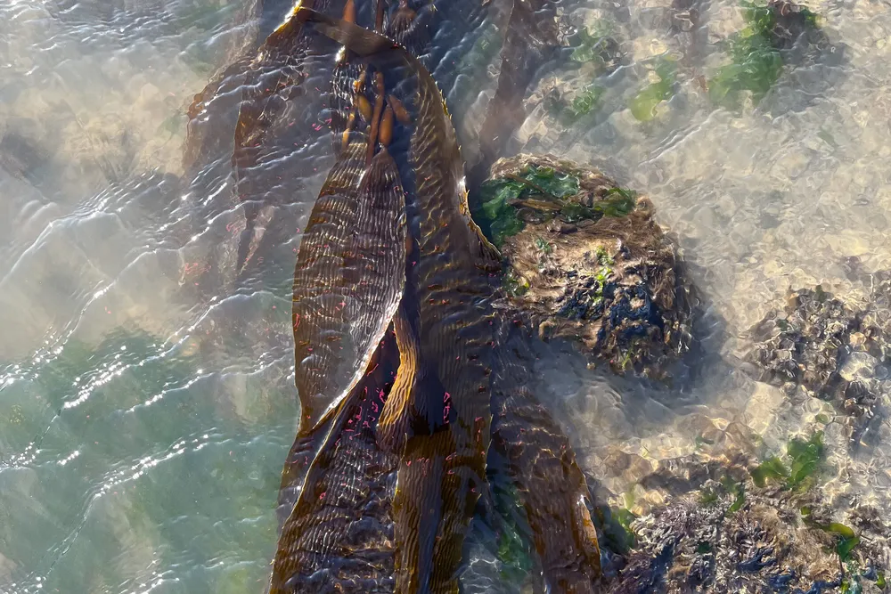 06 Macroalgas en Río Grande - foto de Victoria Álvarez