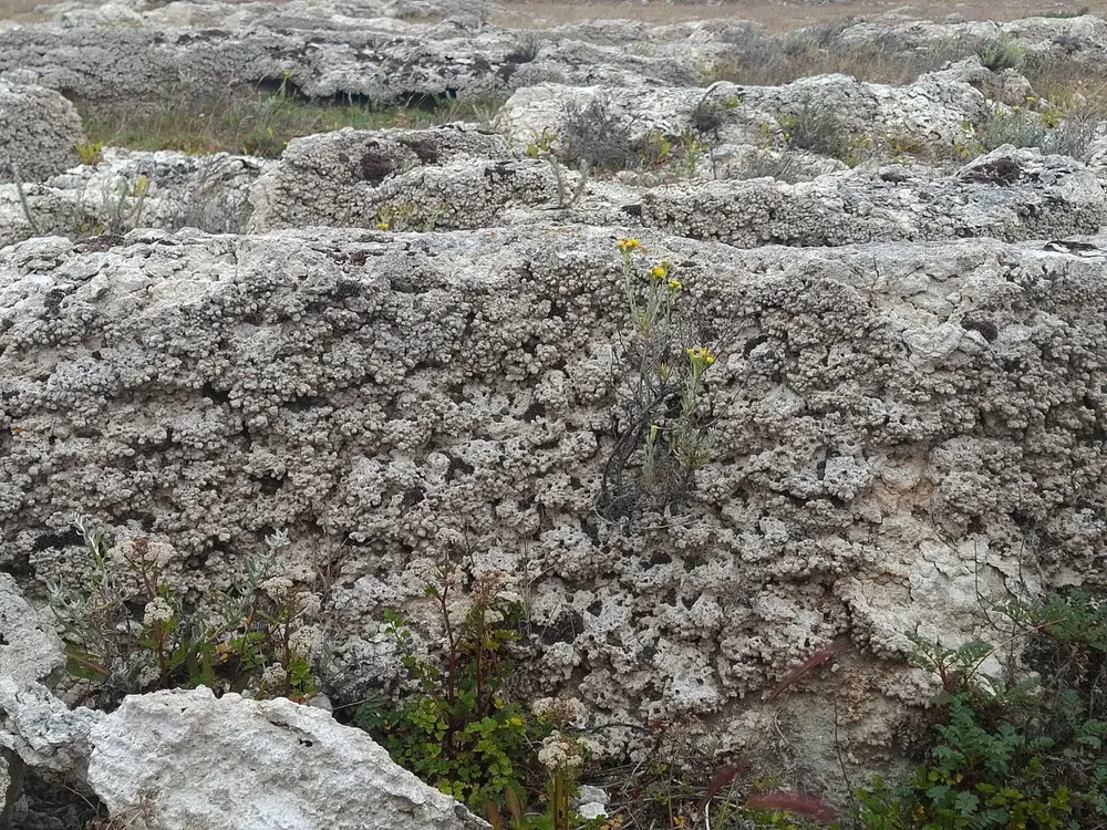 Fotografía: “Primer plano de formación de estromatolitos”, Susana Calixto
