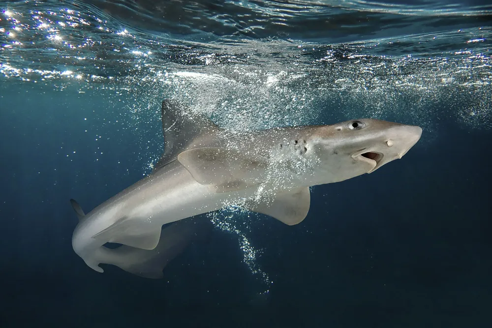 Gatuzo (Mustelus spp)_Gentileza WCS Argentina