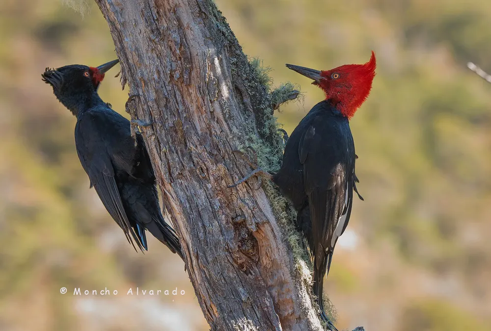 Carpintero Gigante26.doc