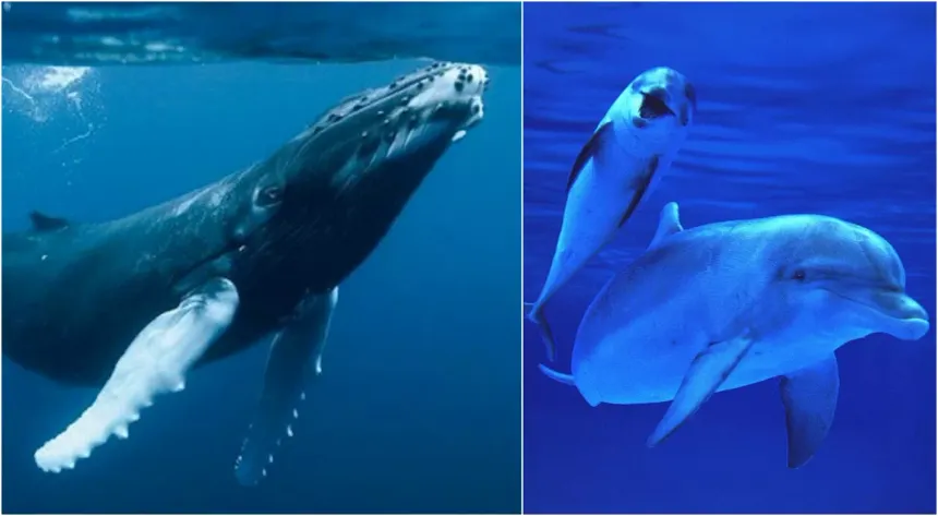 multimedia.normal.849b2c675d1edd89.62616c6c656e6120792064656c66696e65735f6e6f726d616c2e77656270