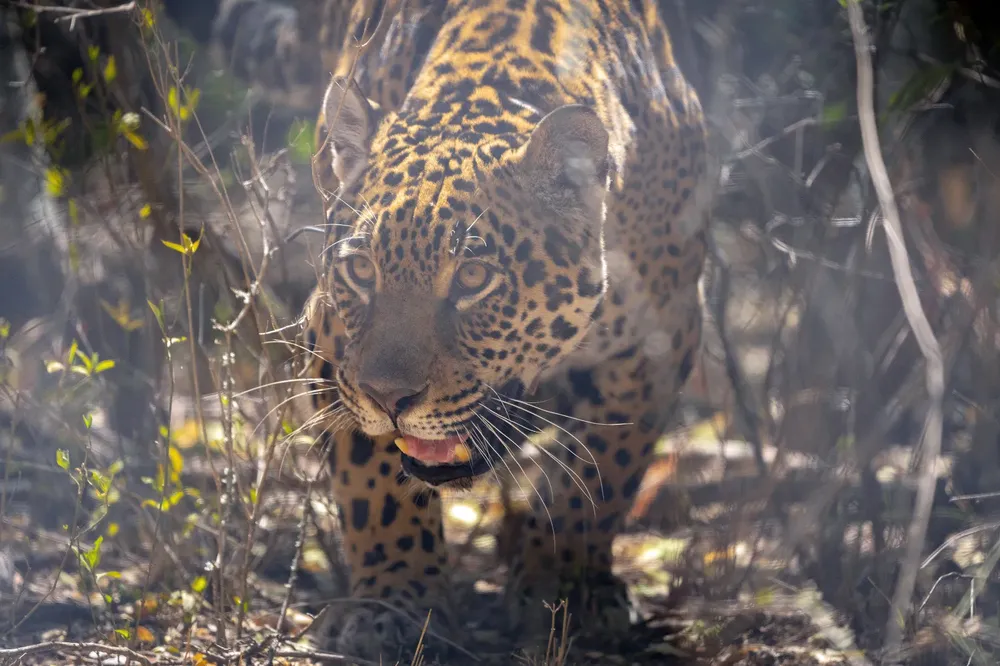 WhatsApp Image 2025-01-03 at 21.46.25