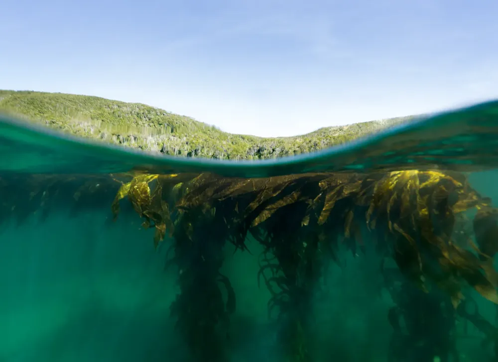 Los bosques marinos y los bosques terrestres de Argentina- Foto por Cristian Lagger Director Científico de Fundación Por el Mar