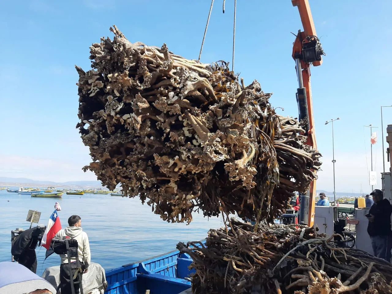 Deforestación de bosques marinos en Chile