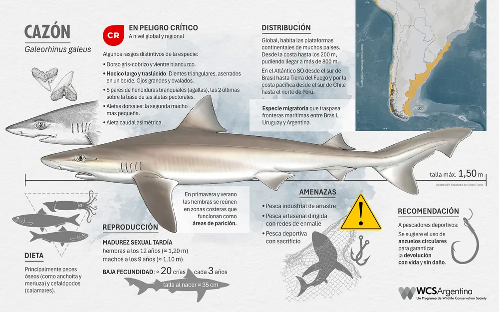 Ficha tiburon cazon - Credito WCS Argentina