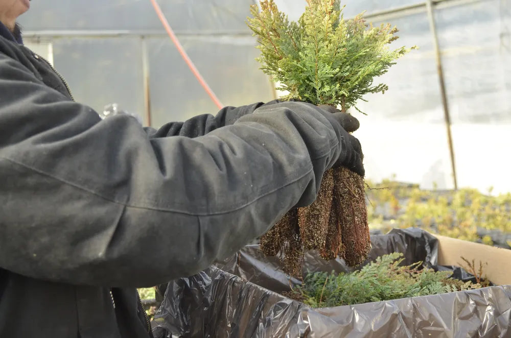 Plantines adquiridos 3 - Foto Secretaría de Bosques de Chubut