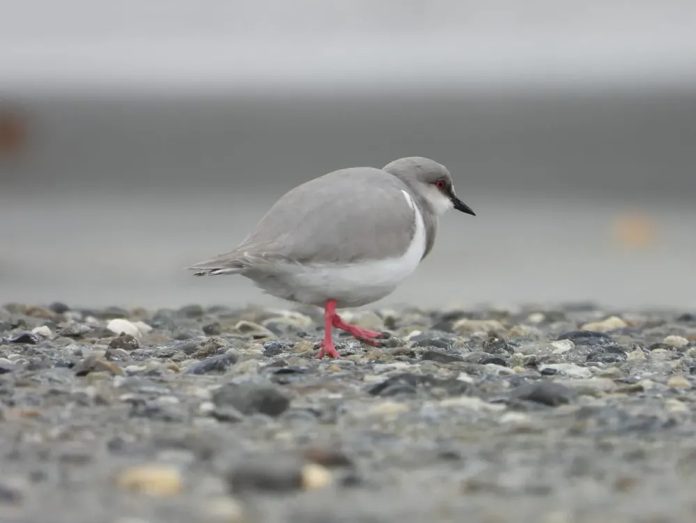 El Chorlito ceniciento habita la Patagonia austral argentina y chilena y es considerado en peligro de extinción en ambos países.