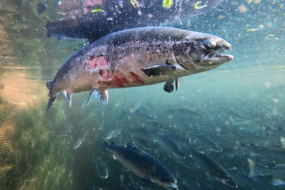 1- Salmones en el interior de las jaulas - foto de Corin Smith