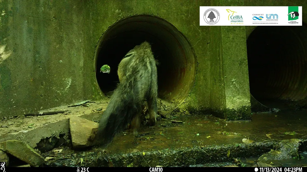 Oso hormiguero utilizando vereda seca en alcantarilla del PNI