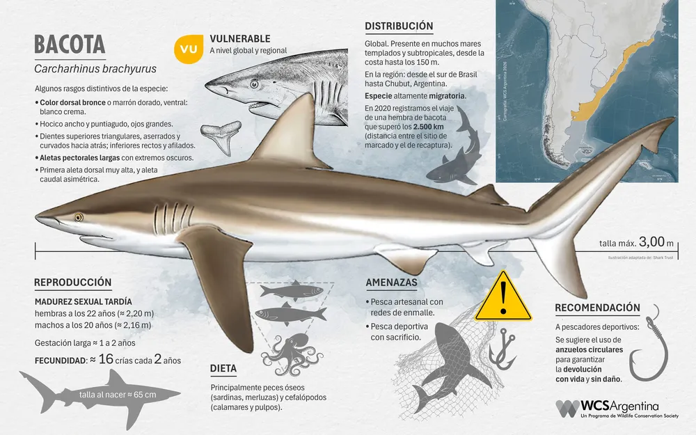 Ficha tiburon bacota - Credito WCS Argentina