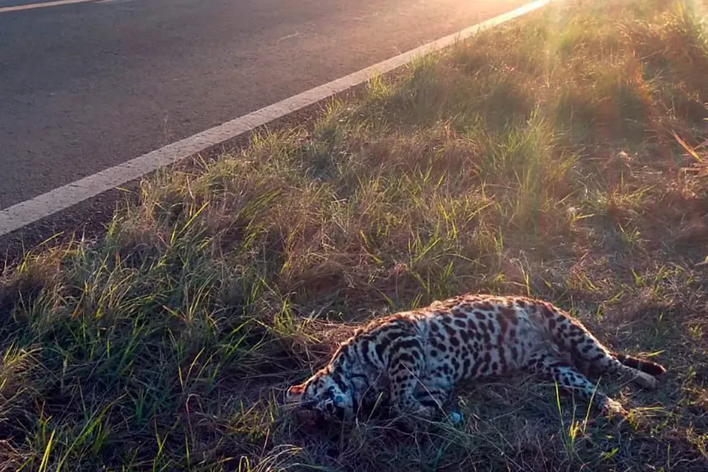 WhatsApp Image 2024-08-06 at 02.47.59